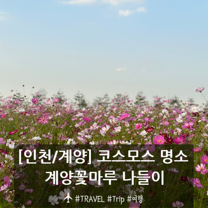 인천 계양꽃마루 코스모스 가을 나들이 어때요