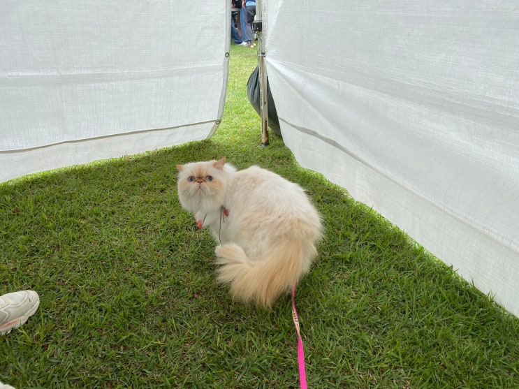  고양이 외출(feat. 화성 반려동물 축제)