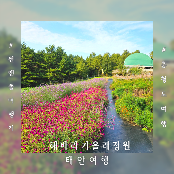  충남 태안 여행 아이와 가볼만한 체험카페 해바라기올래정원