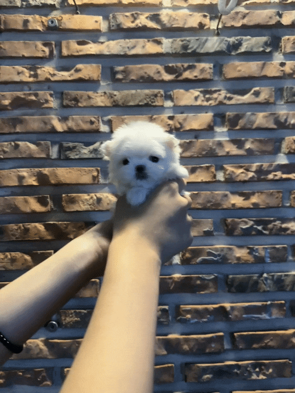  울산말티즈분양 티컵강아지 초소형 사이즈 '토리'를 소개합니다