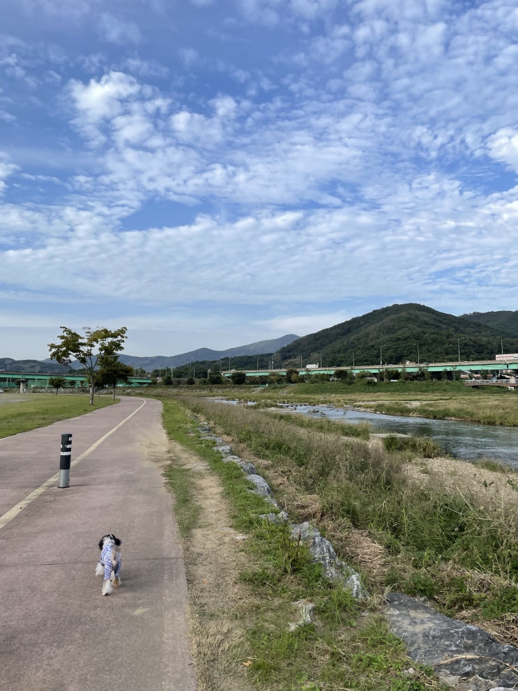  청도 하천 신기교 산책