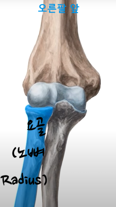 상완골(위팔뼈, humerus), 요골(노뼈, radius), 척골(자뼈, ulna)로 구성된 팔꿈치 관절의 구조와 기능 ...