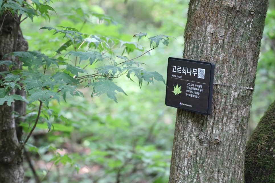 양지말 솔내음숲 사진 6