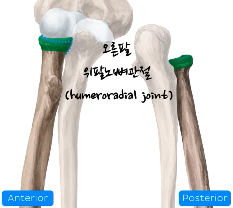 상완골(위팔뼈, humerus), 요골(노뼈, radius), 척골(자뼈, ulna)로 구성된 팔꿈치 관절의 구조와 기능 ...
