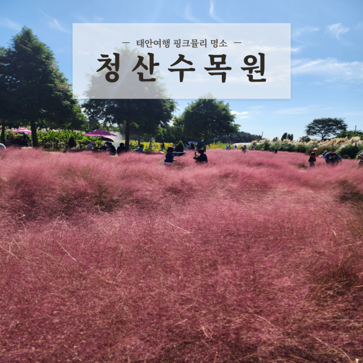  10월 국내여행지 추천 충남 태안 핑크뮬리 팜파스 명소 청산수목원 애견동반 후기
