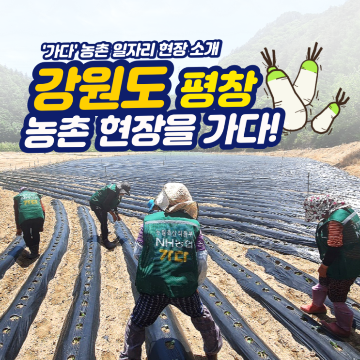  [가다 현장] 건설&농촌 일자리 중개 플랫폼 '가다' - 강원도 평창 농촌 현장 소개