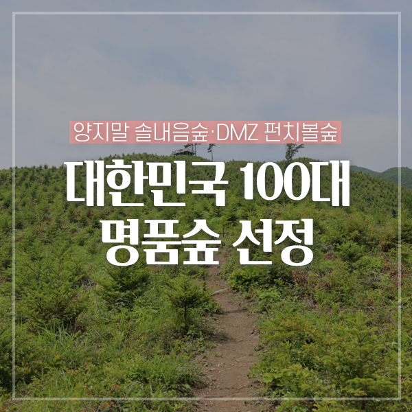 양지말 솔내음숲 사진 1