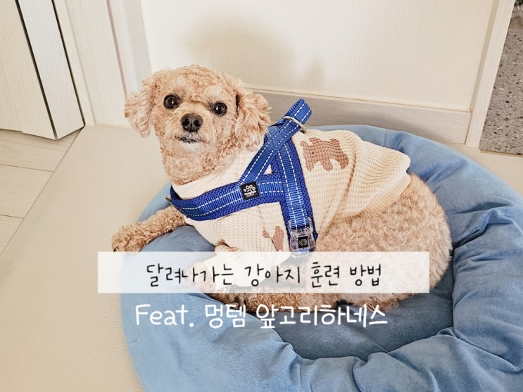  달려나가는 강아지 산책 훈련하는 방법 및 주의할 점, 멍템 앞고리 하네스