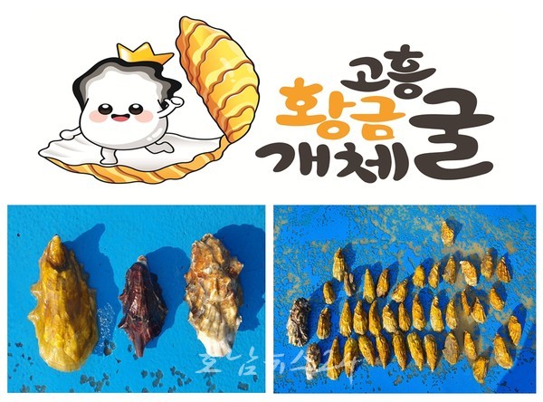  고흥군, 지역 특산품 경쟁력 강화 위해 고흥황금개체굴 상표 출원