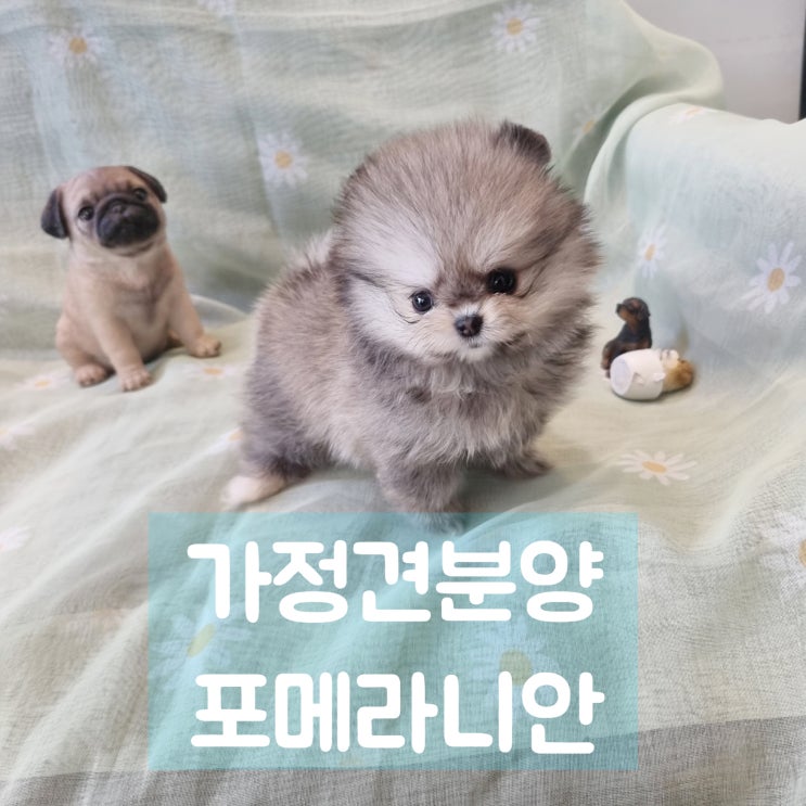  포메라니안분양 바람직해 가정견