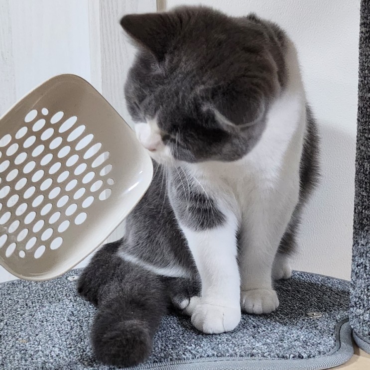 고양이모래삽 화장실 똥처리 로마 굿똥삽 네이버펫