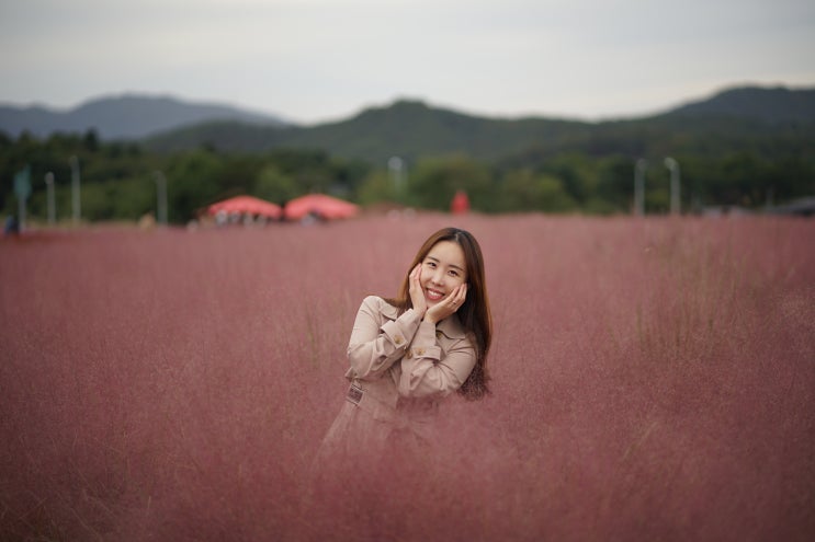 양주나리공원 경기도핑크뮬리 양주천일홍축제 나리농원