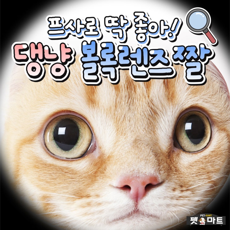  프로필 사진으로 딱 좋아! 댕냥 볼록렌즈 짤