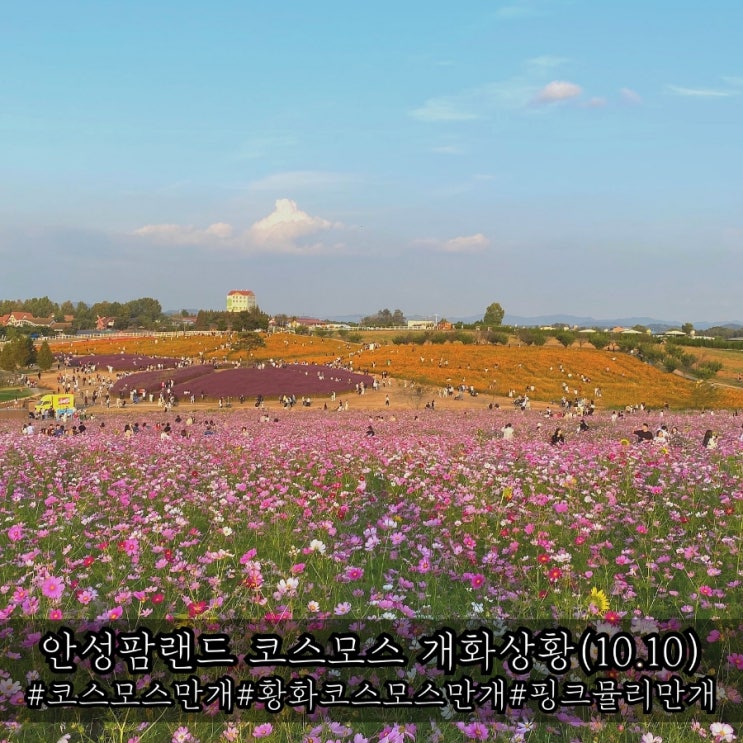  안성팜랜드 코스모스 핑크뮬리 개화상황 만개(10.10기준)