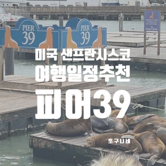  샌프란시스코 여행 일정 추천 : 샌프란시스코 피어39 에서 바다사자 보기