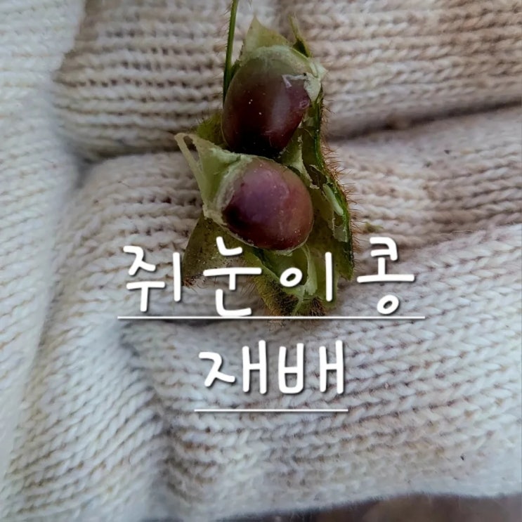  쥐눈이콩 재배 텃밭 검은콩 키우기