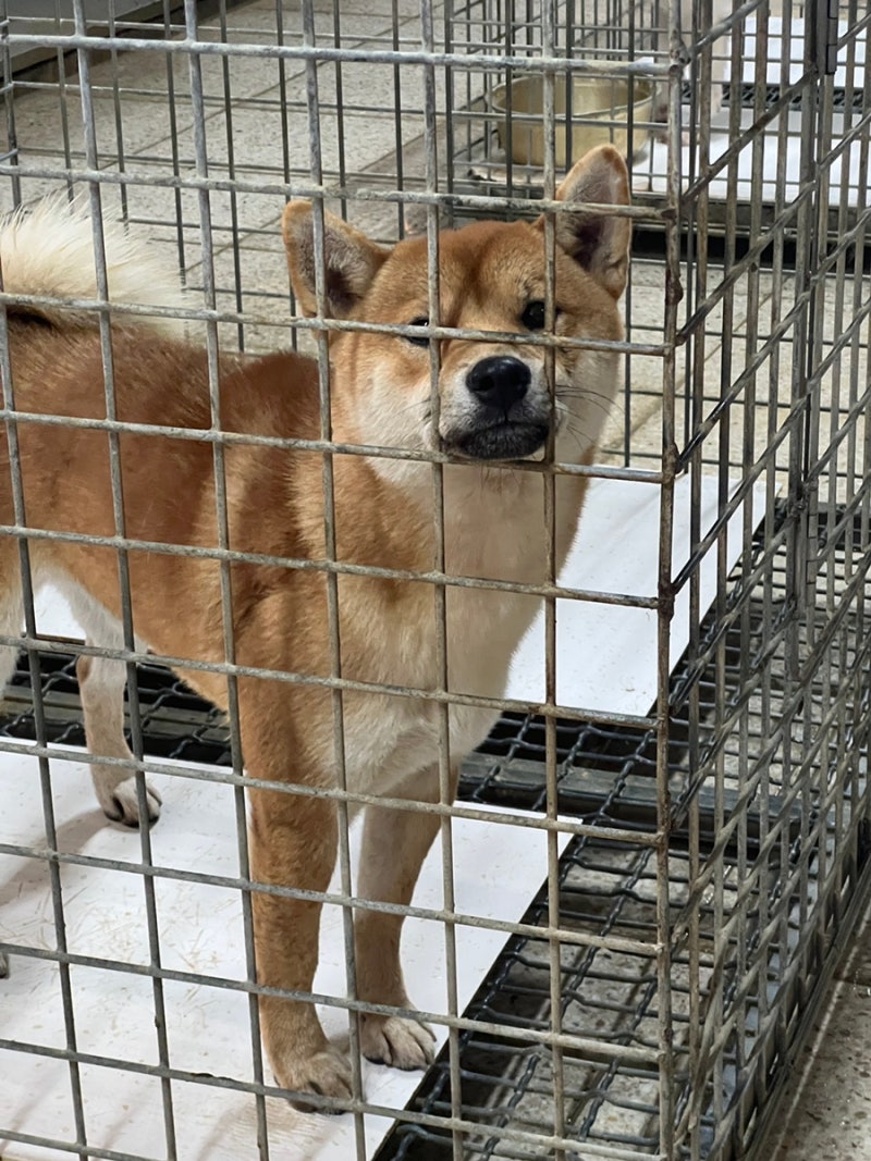 유기견봉사💛 Looking for Family! : 네이버 블로그, image size:800x1067