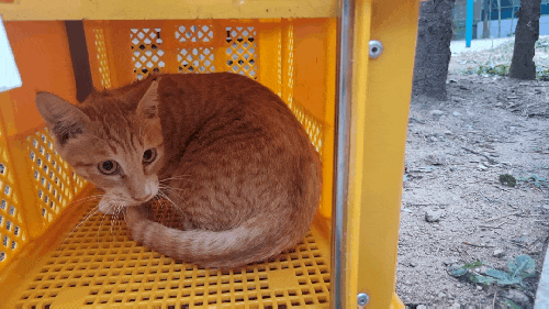  길고양이 TNR 하기 딱 좋은 계절이네! 실내 고양이 중성화와 다른 점, 귀 표식 이유