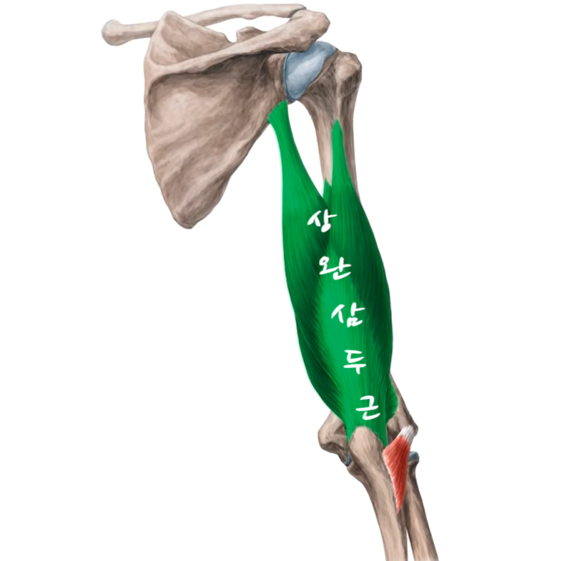 상완골(위팔뼈, humerus), 요골(노뼈, radius), 척골(자뼈, ulna)로 구성된 팔꿈치 관절의 구조와 기능 ...