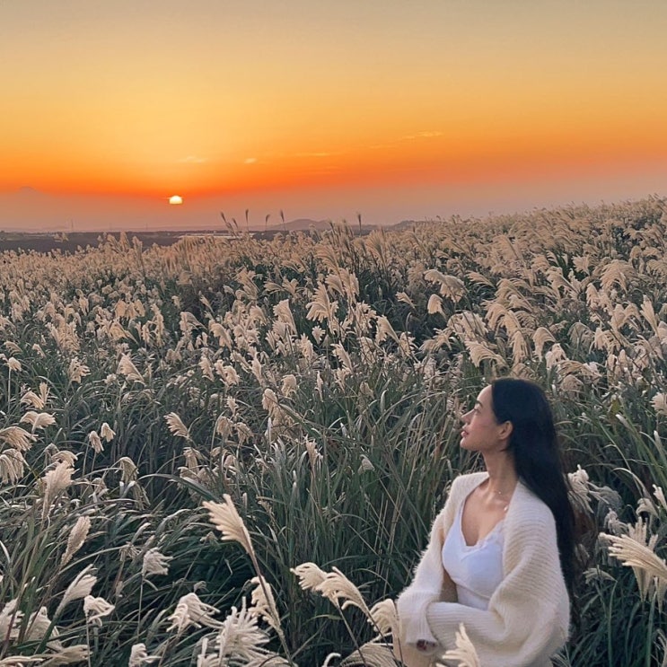 가을 제주 여행 어음리억새군락지 위치 가을 제주 여행 어음리억새군락지 위치