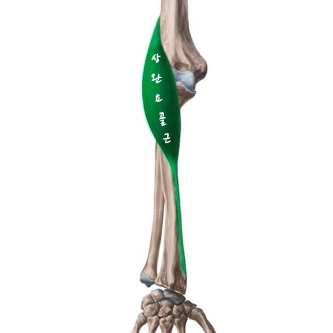상완골(위팔뼈, humerus), 요골(노뼈, radius), 척골(자뼈, ulna)로 구성된 팔꿈치 관절의 구조와 기능 ...