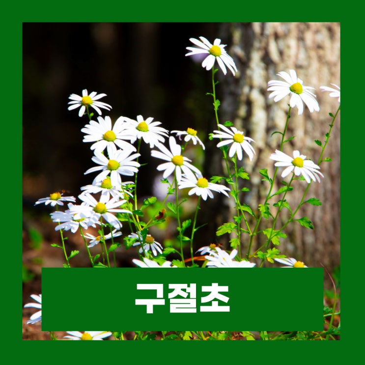  구절초 개화시기 꽃말 꽃축제 구절초차 효능 주의사항