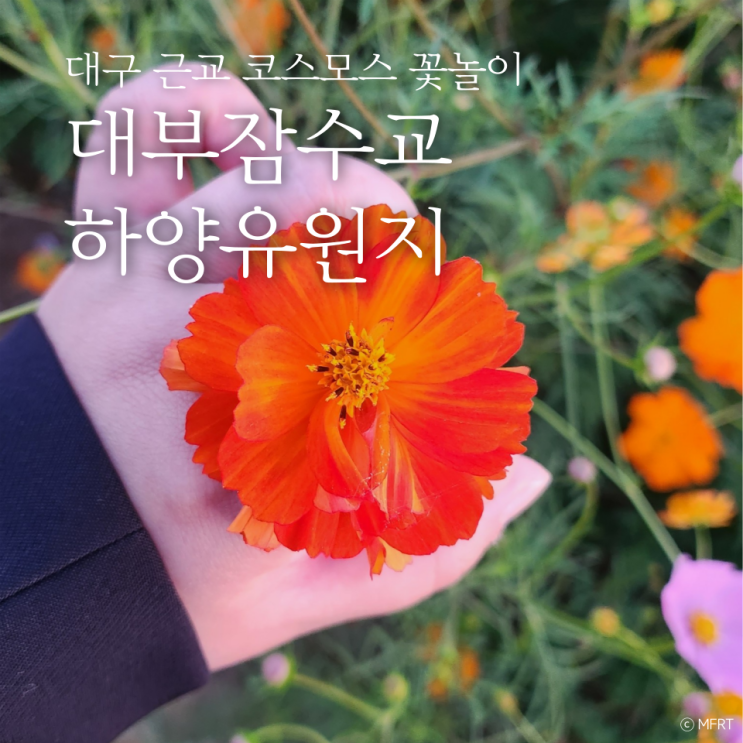  하양 대부잠수교 코스모스 대구 근교 꽃놀이 갈만한 곳