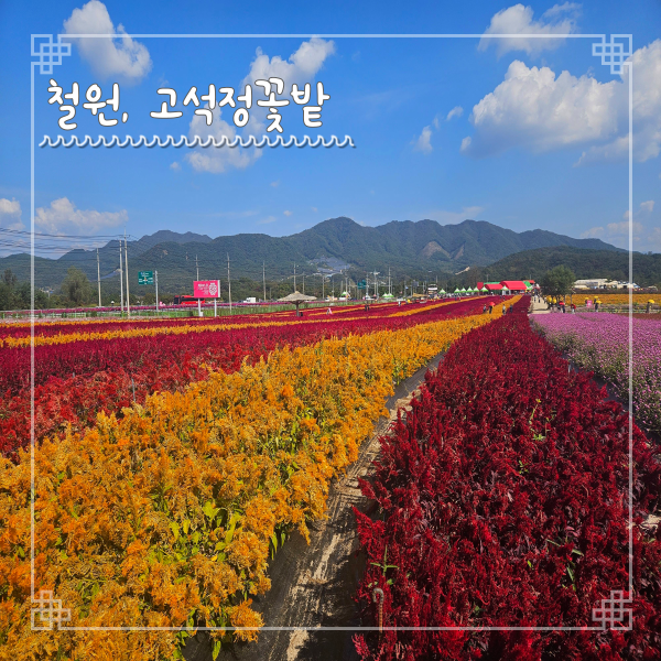  가을여행지 철원 고석정 꽃밭 입장료 발권 깡통열차 요금 등 관람 Tip