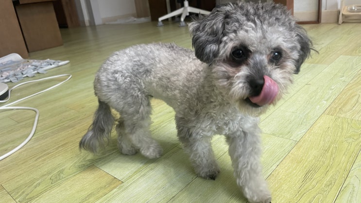  강아지 생고구마 줘도 될까? 고구마 급여 주의점 꼭 확인하자!