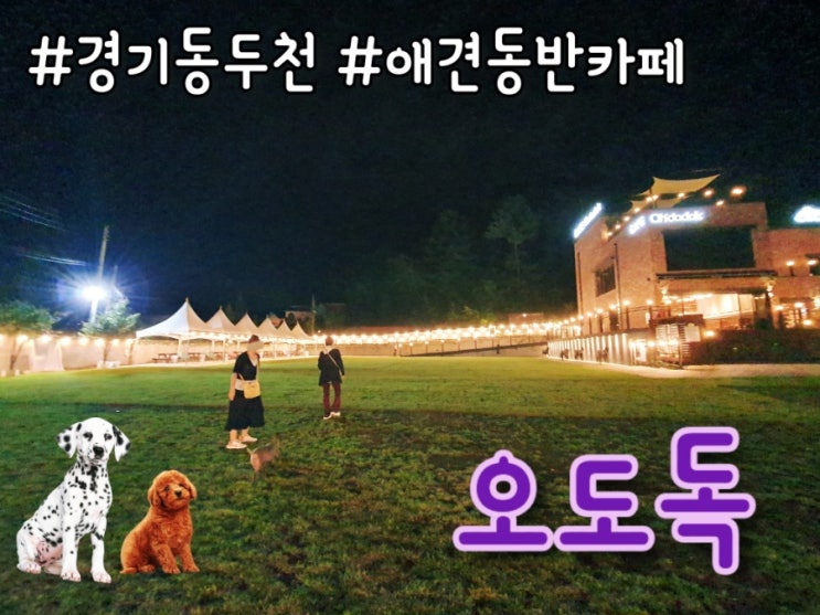  경기 동두천 : 애견동반 카페 오도독 넓은 운동장 야경 애견동반가능