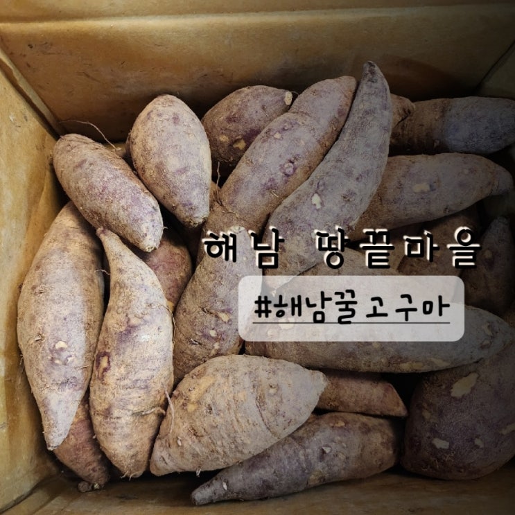  해남꿀고구마 숙성방법과 에어프라이어 군고구마 시간 (여러가지 고구마 요리 )