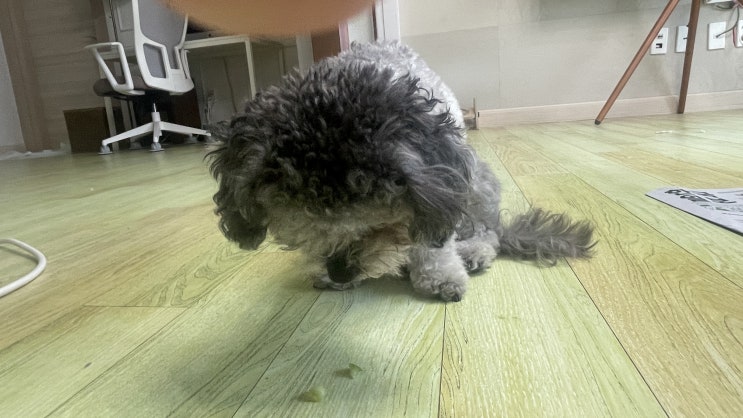  강아지 피똥 원인과 대처법- 혈변은 항상 심각한 문제!