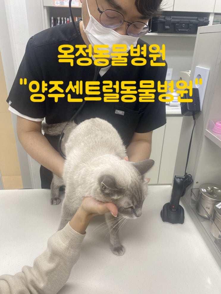  옥정동물병원 정직이 우선(feat. 회천)