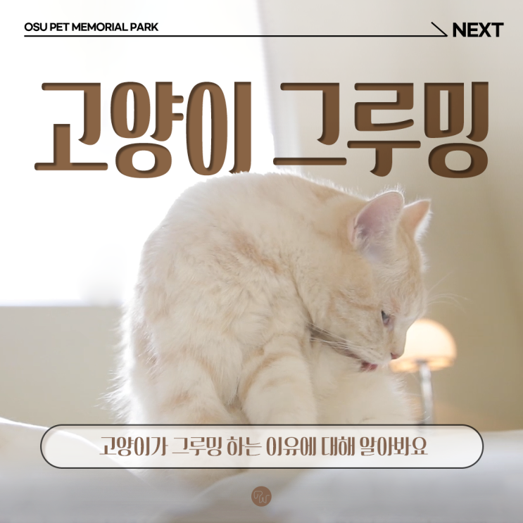  고양이 그루밍 하는 이유와 서열에 대해 알아봐요