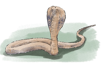 코브라 효과(Cobra effect) 코브라 효과(Cobra effect)