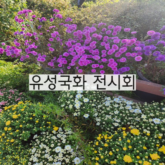 대전 유성 국화전시회  대전가볼만한곳
