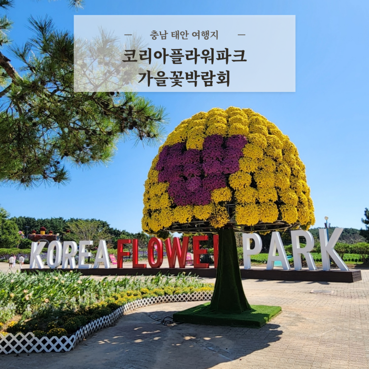  충남 태안 여행지 안면도 꽃축제 코리아플라워파크 가을꽃박람회 애견동반 후기