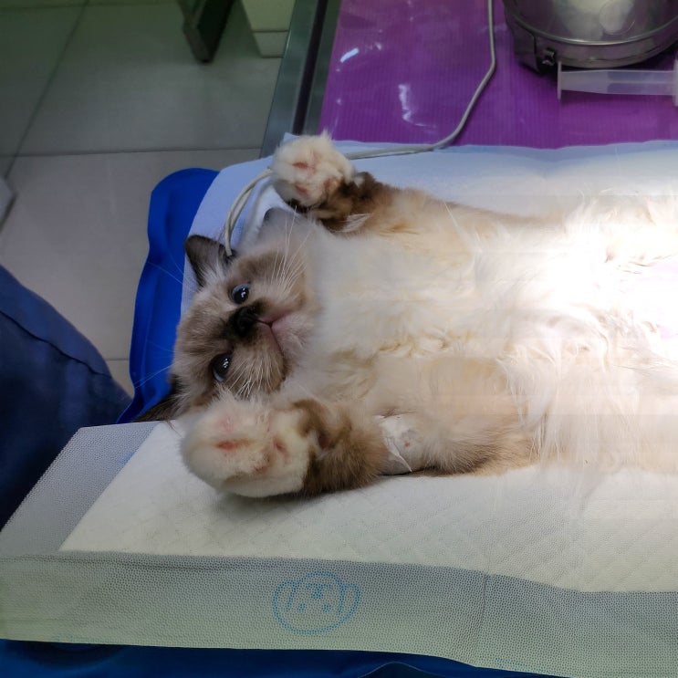 고양이 췌장염 증상과 원인, 진단 키트 검사 급성 만성 완치 입원 치료