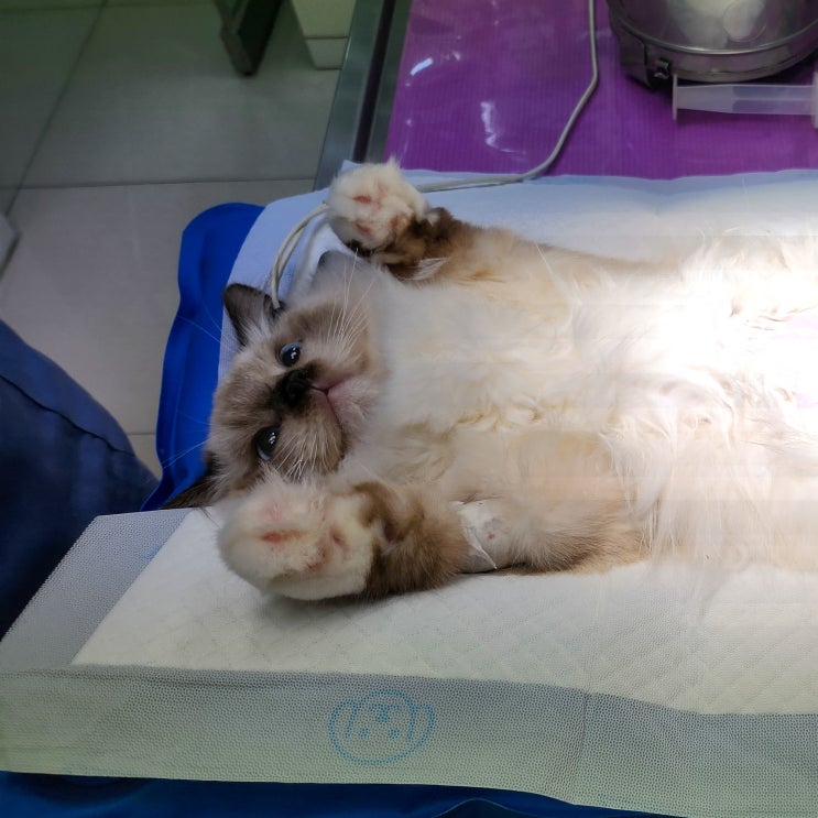  고양이 췌장염 증상과 원인, 진단 키트 검사 급성 만성 완치 입원 치료