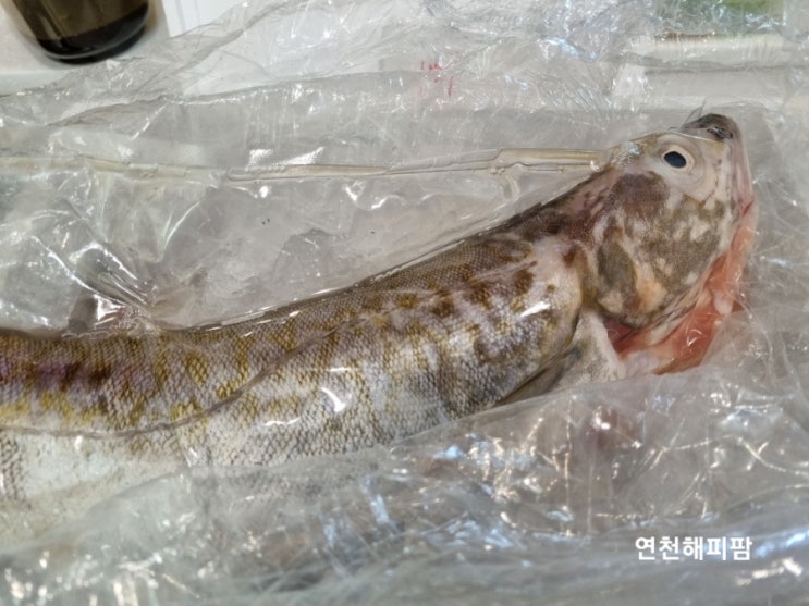  농라 수산물맛집 장항하늘수산 생물대구 초간단 생대구지리탕