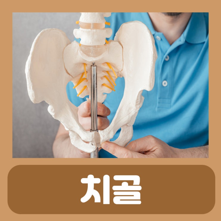  치골 위치 통증 치골 살빼는 운동