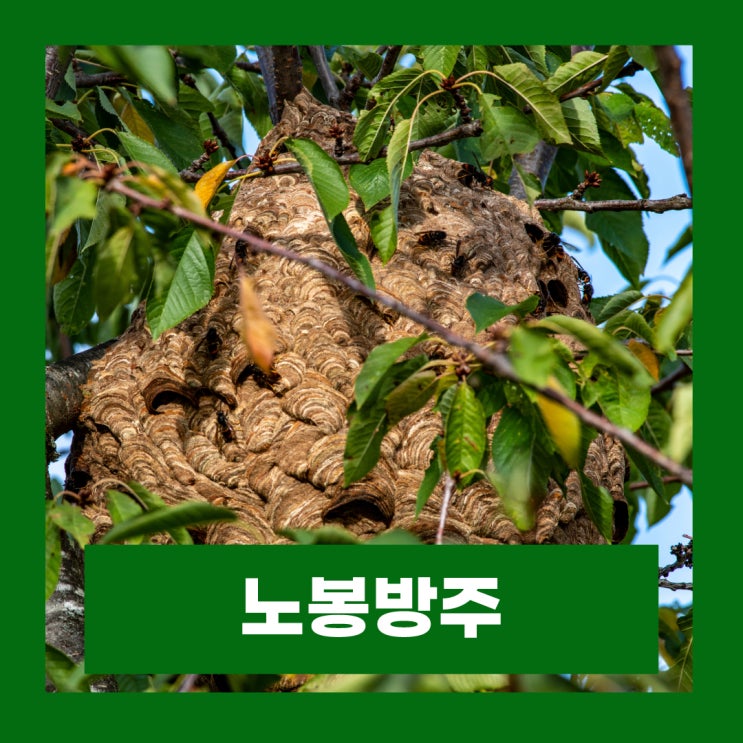  노봉방주 말벌주 불법판매 효능 위험성 부작용