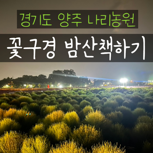  경기도 양주나리공원 야간개장 밤산책 꽃구경
