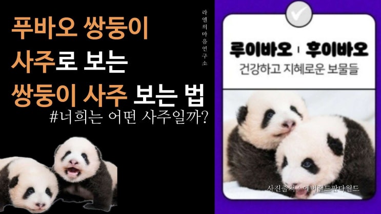 푸바오 동생 사주로 <b>쌍둥이</b>... 에버랜드 <b>판다</b>월드 <b>생일</b>... 