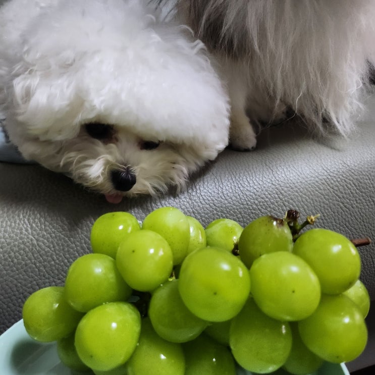  강아지 고양이 샤인머스켓 포도 청포도 한알도 안돼