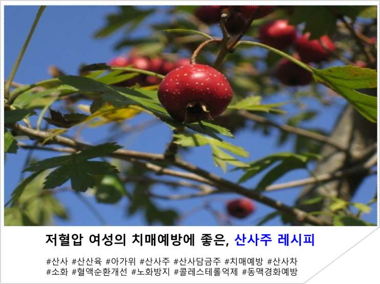  저혈압 여성의 치매예방에 좋은, 산사주 레시피