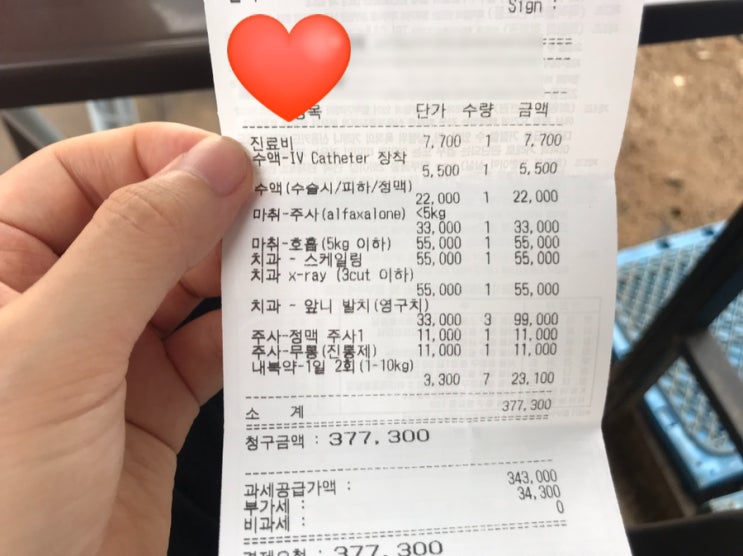  12살 된 노령견 스케일링 비용과 강아지 앞니 발치 가격 후기