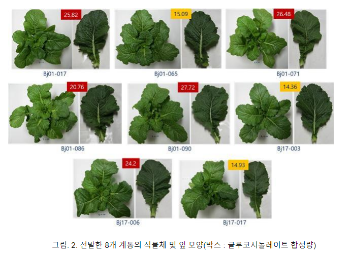 기후변화 대응 ‘돌산갓’ 생산력 검정 시험 추진 기후변화 대응 ‘돌산갓’ 생산력 검정 시험 추진