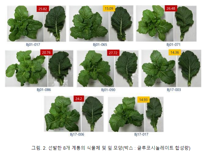 기후변화 대응 ‘돌산갓’ 생산력 검정 시험 추진