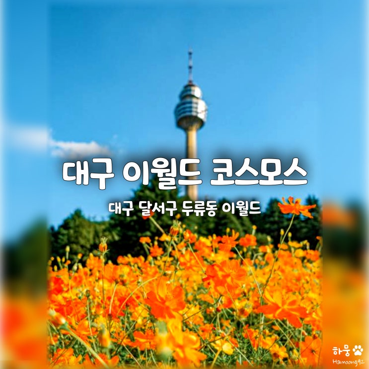  대구 데이트코스 놀이공원 이월드 입장권할인 핑크뮬리 황화코스모스축제 교복 야간개장